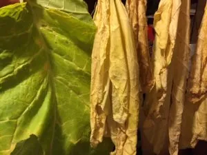 Bright Virginia tobacco color curing